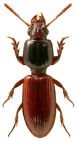 Clivina collaris